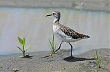 Wood Sandpiper